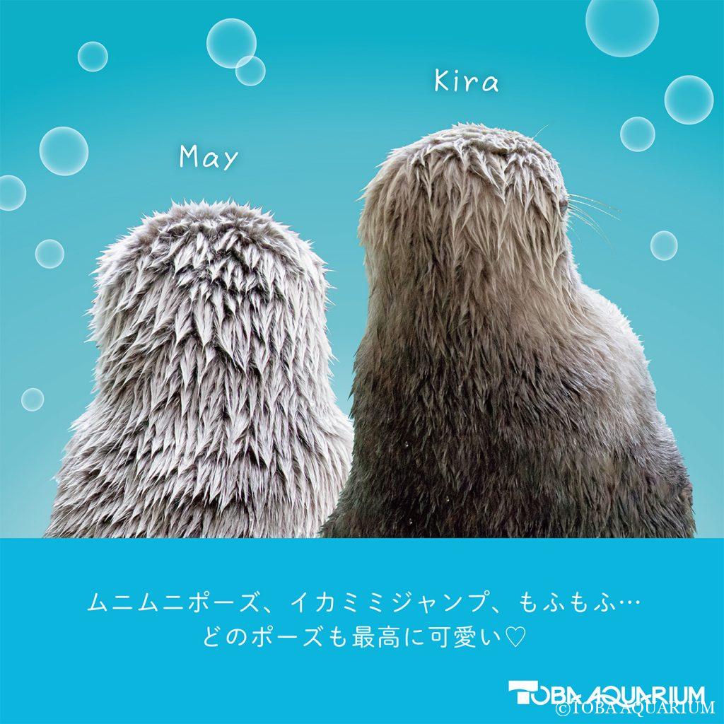 鳥羽水族館オリジナル写真集「ラッコのメイとキラ」3月19日より発売 